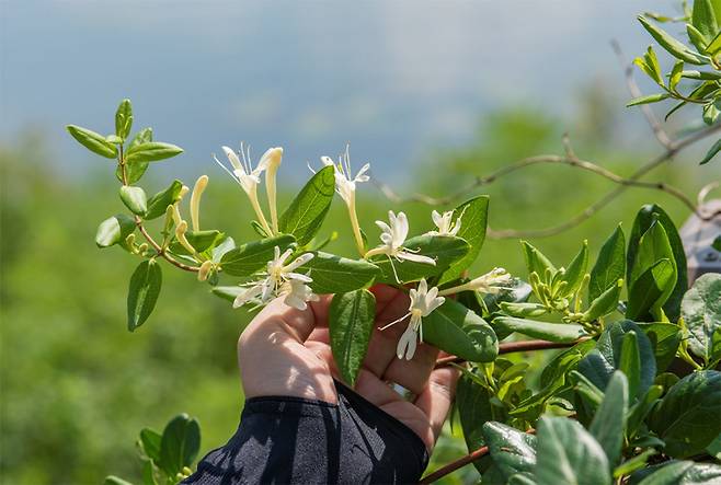 둑방길에 핀 인동덩굴