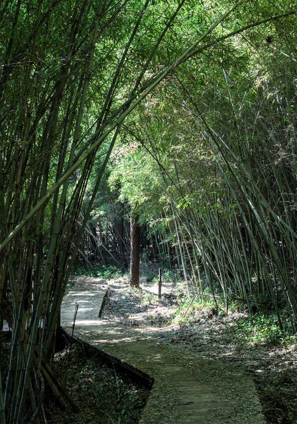 쭉쭉 뻗은 대나무숲 구간