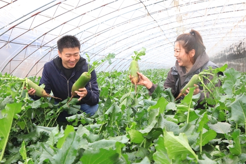 11월 18일, 방문객들이 Xinkou 마을 생산기지에서 Shawo 과일무를 수확하고 있다.