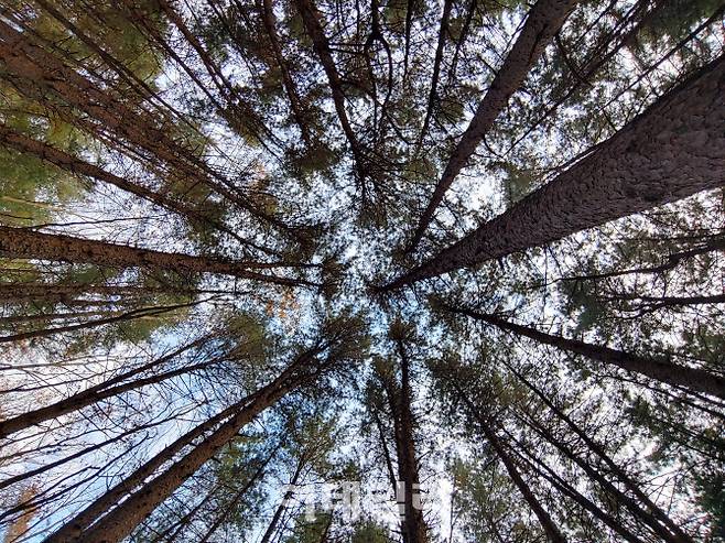 힐리언스선마을에는 잣나무와 소나무가 무성한 숲길을 걷는 트레킹 코스가 있어 누구나 쉽게 자연을 느낄 수 있다.|