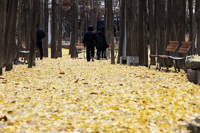 Leaves from the ginkgo trees on the ground in Seoul Forest
