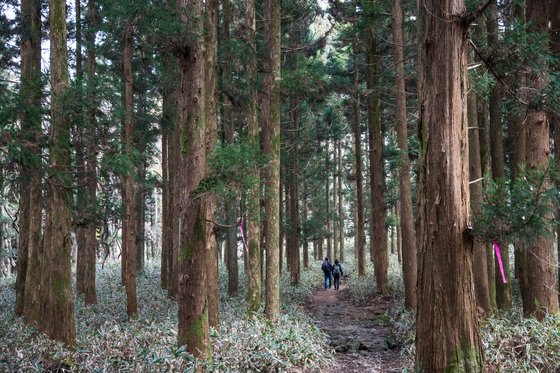 천아숲길과 동백길을 걷다 보면 삼나무 군락지를 만난다. 1970년대에 조림했다.