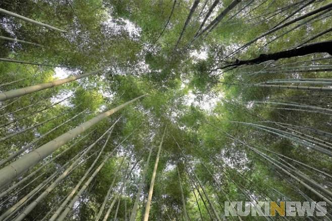 대숲에 갇힌 나무는 가지를 완전히 포기한 채 대나무에 의지해 키 크기에 온 힘을 쏟아 대숲 위로 겨우 빼꼼히 머리를 내밀고 햇빛을 받을 수 있게 되었다.