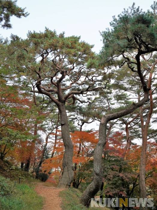 서문을 거치지 않고 대숲을 따라 걸어 북문을 향해 걷다가 몇 그루의 낙락장송을 만나면 고개를 들어 그 가지를 살펴야 그 소나무의 아름다움이 눈에 들어온다.