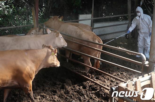 한 축산농가에서 수의사가 구제역 발생 방지를 위해 소에 백신 접종을 하고 있다. 2018.08.29/뉴스1 © News1 주기철 기자