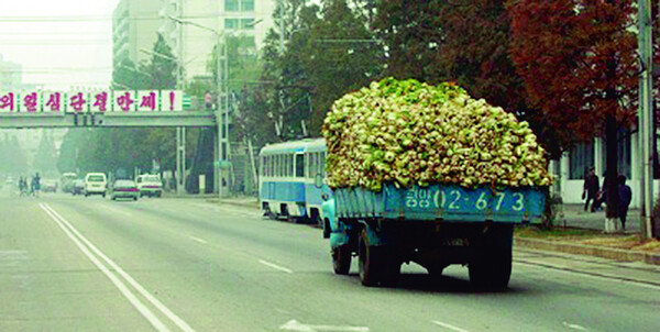 북한에서는 김치를 가장 중요한 월동 식량으로 여겨 ‘김장 전투’라고 부른다. 늦가을이면 김장용 배추를 가득 실은 트럭을 평양 시내에서 흔히 볼 수 있다. 사진 연합뉴스 제공