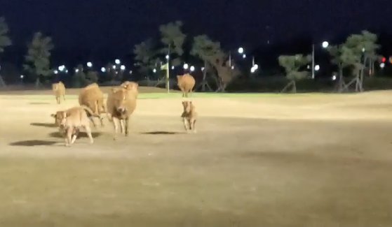 지난 20일 경남 창원시 한 골프장에 난입한 소들이 뛰어놀고 있다. 연합뉴스