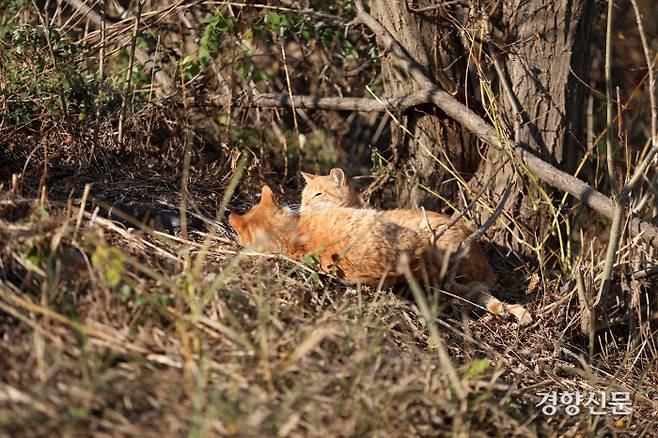 고양이 두 마리가 햇볕에 휴식을 취하고 있다.