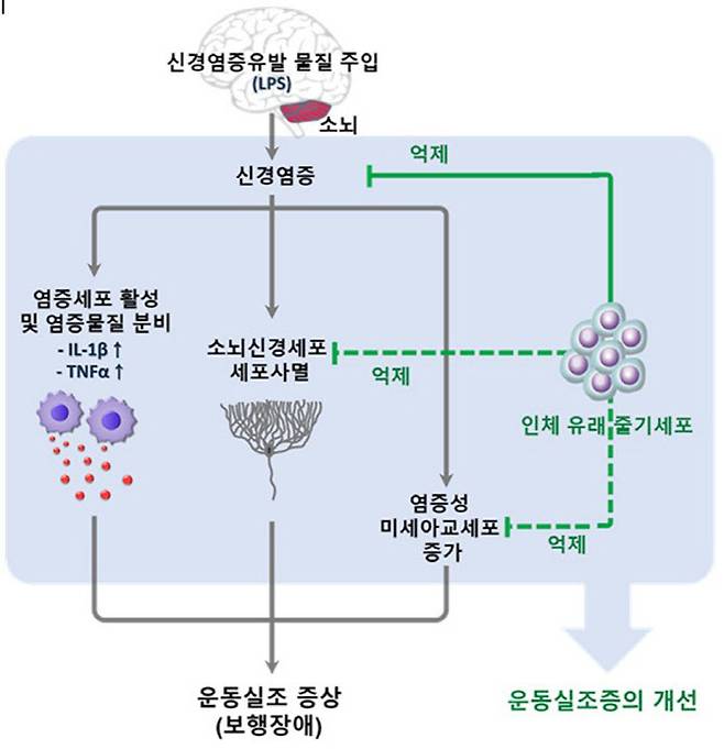 염증성 소뇌실조증 동물모델에서 줄기세포의 치료효과 모식도