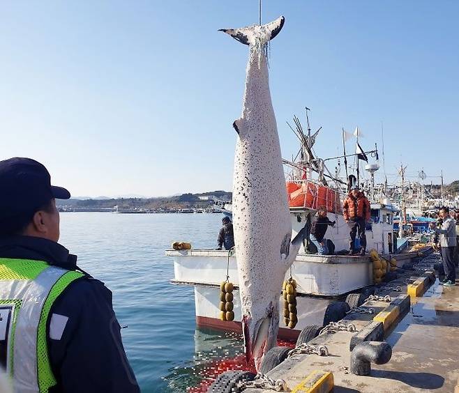 지난해 경북 울진군 죽변항 동쪽 해상에서 그물에 걸려 죽은 채 발견된 밍크고래(기사 내용과 상관없음). 울진해경 제공