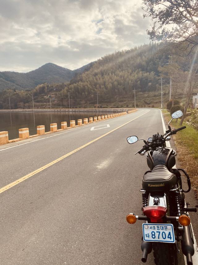 가조도 어온마을 바닷가. 무성한 갈대밭처럼 보이는 저 곳이 전부 대나무숲입니다.