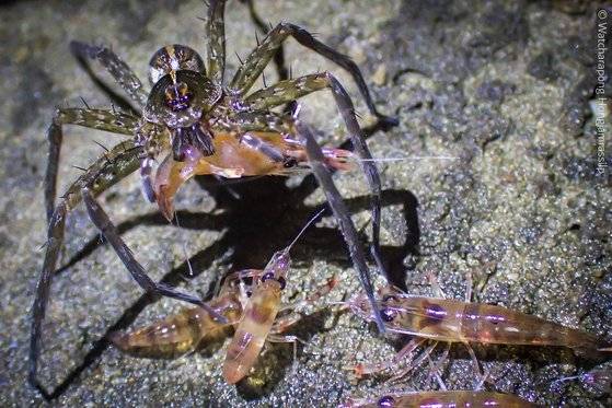 태국 북동부 우본랏차타니 지역의 강가에서 물 밖으로 나온 새우들이 거미의 습격을 받고 있다. 사진 와차라퐁 홍잠라실릅