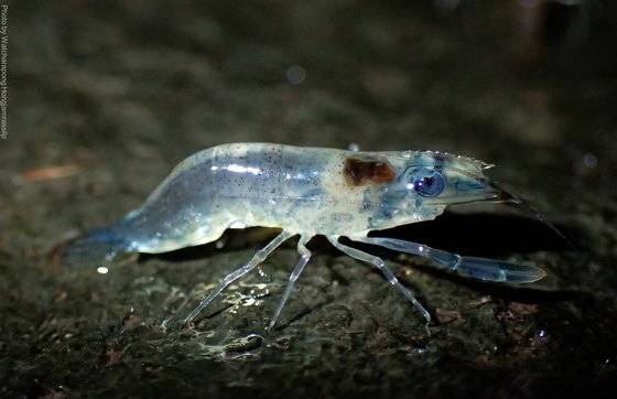 태국 북동부 우본랏차타니 지역의 강가에서 새우떼가 물 밖으로 나와 이동하고 있다. 사진 와차라퐁 홍잠라실릅
