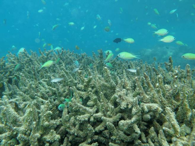 2016년 호주 대산호초 지역 리자드섬 연안에서 백화현상이 일어나기 전(위 사진)과 후의 모습.  그린피스 제공