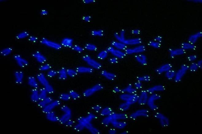 인간의 염색체(청색) 말단에 존재하는 텔로미어(녹색) [록펠러대 세포 생물학 유전학 랩 제공 / 재판매 및 DB 금지]