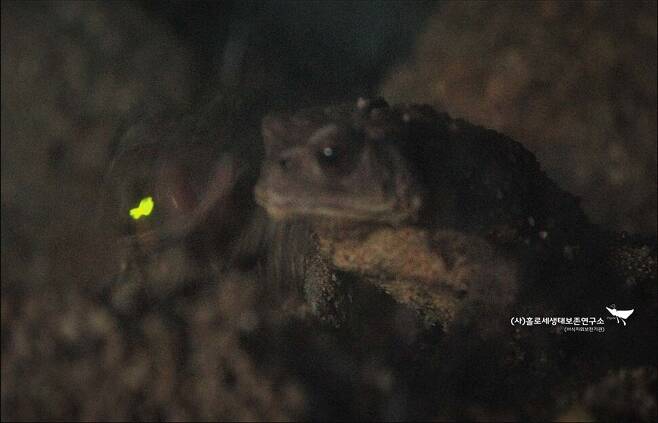 움직이는 것은 뭐든 공격하는 두꺼비가 늦반딧불이를 삼켰다. 치명적 독성을 모르는 듯했다.