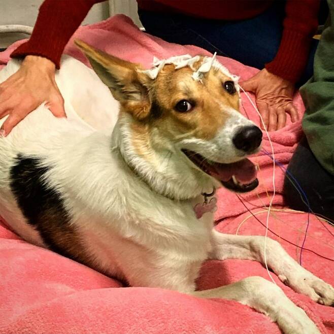 뇌파검사(EEG)는 사람의 임상 연구에서 자주 사용되는 기술로, 안정 상태나 수면 상태 또는 각성 상태의 훈련된 개에게도 성공적으로 적용됐다. 하지만 이 연구에서 연구진은 특별한 훈련 없이 각성 상태의 개를 대상으로 EEG를 측정했다.(사진=엘로디 페란도/스위스 뇌샤텔대)