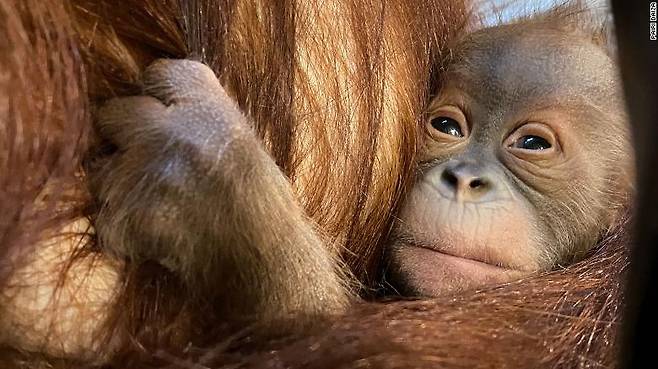 ‘멸종위기’ 수마트라 오랑우탄 벨기에서 탄생…“종 보전 기대”