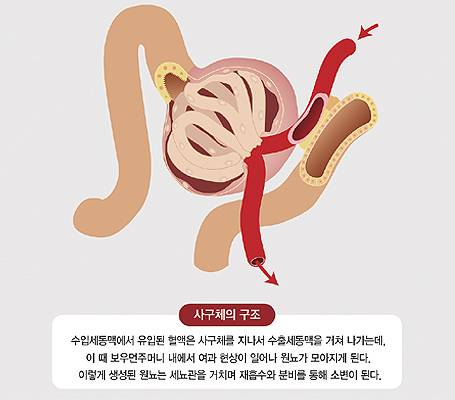 혈뇨나 단백뇨 증상이 있다면 사구체신염을 의심하고 검사를 받아봐야 한다./사진=강동경희대병원 제공