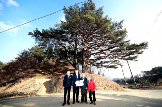 김학동 예천군수가 경북도 기념물로 지정된 수령 600여년 예천 수한리 소나무  앞에서 소유자인 안상진씨에게 지정저를 전달하고 있다(예천군 제공)