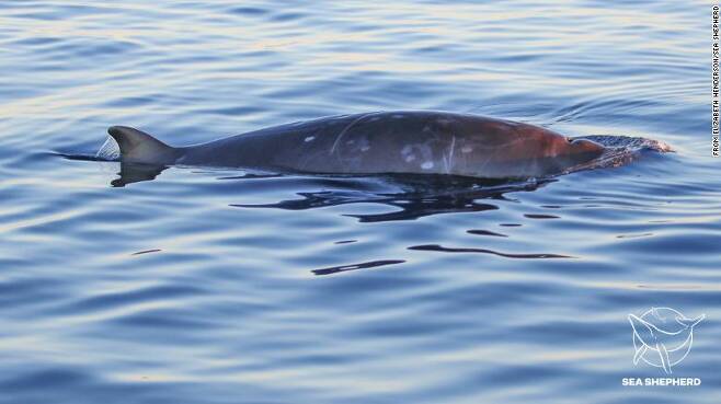 멕시코 서부 해안에서 발견된 신종 고래