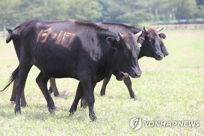 제주흑우 [연합뉴스 자료사진]