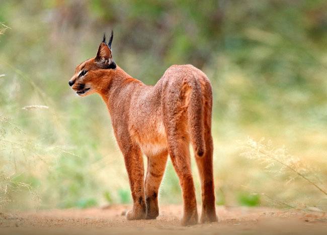 사막스라소니라고도 불리는 카라칼. [GettyImage]