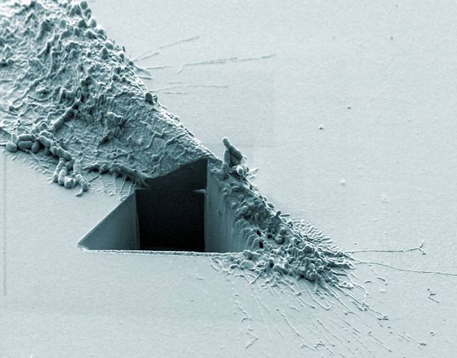 흑색종 암세포를 실리콘 기판에 놓은 후 이온빔을 쪼아 단면을 잘라낸 모습이다. 크리스 바칼, 닉 모저 제공