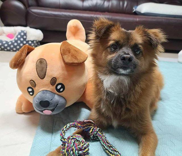 '시고르자브종(시골잡종을 변형한 말로, 믹스견을 부르는 애칭)' 유튜브스타 건우. 이름은 보호소에서 지어줬다. 까만 주둥이라 '까주', '짜장이' 등 이름 후보가 많았지만 결국 '건우'가 익숙할 것 같아 이름을 바꾸지 않았다고.