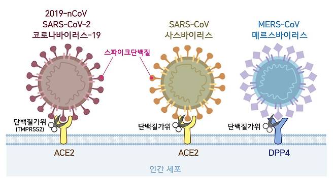 독일 과학자들은 DPP4 단백질이 이번 코로나 바이러스와 같은 계열인 메르스 바이러스(맨 오른쪽)의 침투를 돕는다는 사실을 밝혀냈다. 이번 코로나 바이러스와 사스 바이러스는 ACE 2에 결합해 침투한다./IBS