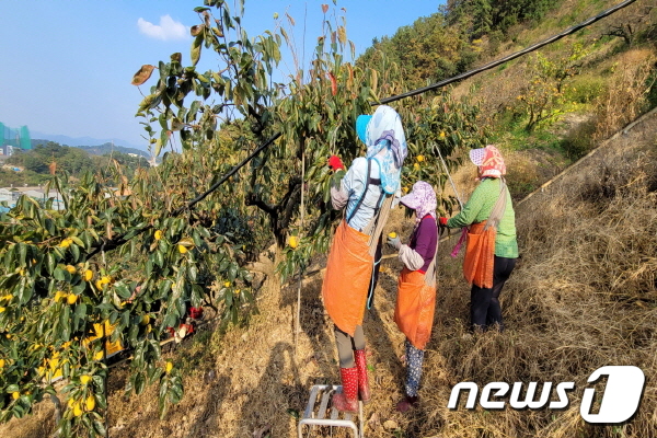 김해 진영읍 '카라농원'에서 일꾼들이 단감 수확을 하고 있다. (카라농원 제공) © 뉴스1