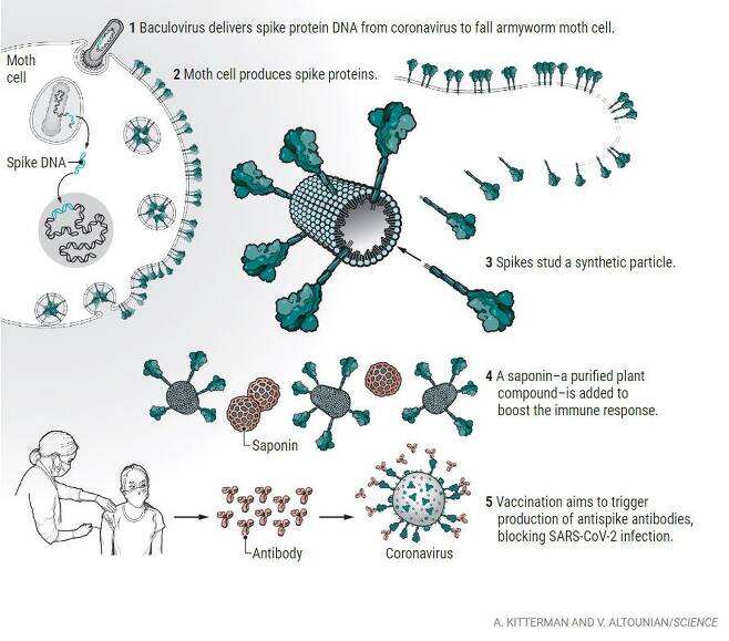 노바백스는 코로나 바이러스의 스파이크 유전자를 곤충에 감염되는 바이러스에 먼저 끼워 넣었다(1). 이 바이러스가 나방에게 감염되면 그 안에서 스파이크 단백질(녹색)을 대량 합성한다(2). 노바백스는 스파이크 단백질을 정제하고(3) 식물에서 추출한 사포닌(붉은색)을 면역증강제로 추가해(4) 백신을 만들었다. 인체에 주입하면 나중에 코로나 바이러스를 무력화시킬 항체 생성을 유도한다(5)./Science