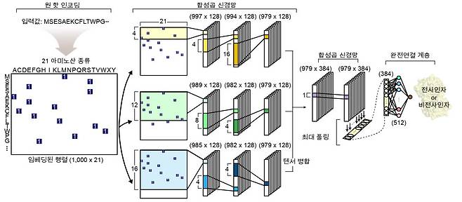 전사인자 예측을 위한 심층 학습 모델의 네트워크 구조