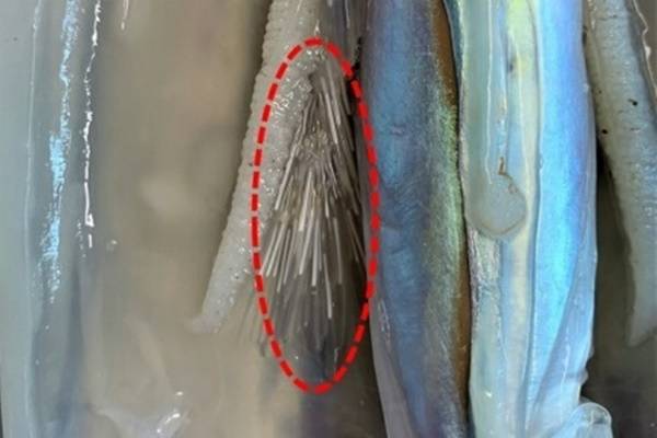 오징어 저정낭에서 빠져 나온 완숙된 정협(정자덩어리). 수산과학원