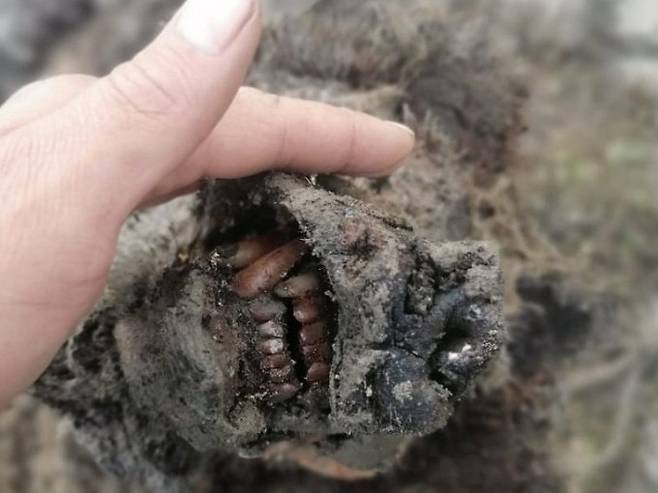 러시아 동토층이 녹으면서 발견된 곰 미라. 이빨이 그대로 보존돼 눈길을 끌었다. CNN 캡처