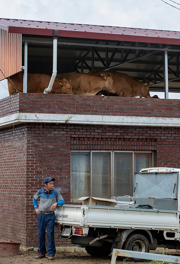ⓒ시사IN 조남진8월11일 장마로 전남 구례읍을 지나는 서시천과 섬진강이 범람하면서 양정마을에 큰 피해가 발생했다. 수마를 피해 집 2층으로 올라간 소들이 구조를 기다리고 있다.