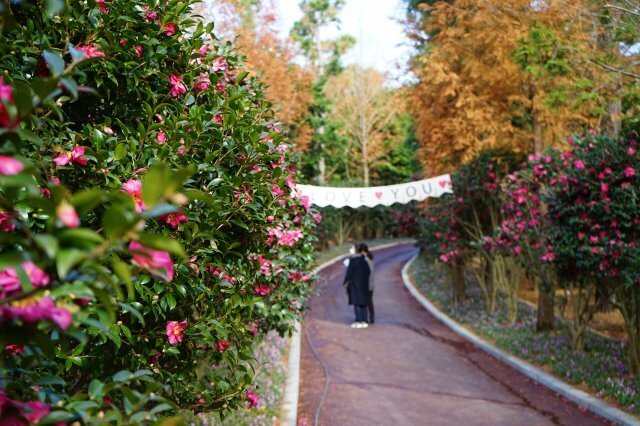 전남 신안의 ‘천사섬 분재공원’에서는 한겨울에도 빨간색 꽃이 핀 애기동백 1만 7000여 그루를 볼 수 있다. 입구부터 지그재그로 오솔길을 만들어 걷는 재미가 쏠쏠하다.