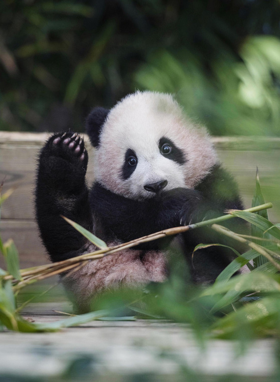 Fu Bao, the first panda cub born in Korea, will make her public debut for visitors at Everland Theme Park in Yongin, Gyeonggi, on Monday. Only a limited number of visitors will be allowed to see Fu Bao, born in July last year, and will need to make a reservation, according to the amusement park run by Samsung C&T. [SAMSUNG C&T]