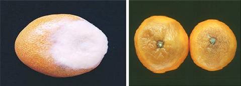 후사리움(Fusarium Spp.) 썩음병(좌)과 꼭지썩음병.[농촌진흥청]