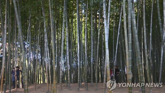 부산 기장군 철마면 아홉산 숲 [연합뉴스 자료사진]