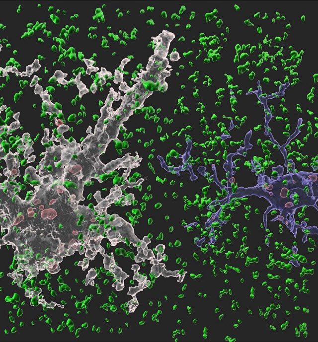 흰색 별아교세포와 파란색 미세아교세포가 시냅스(정상 시냅스는 녹색, 신경교세포에 의해 제거된 시냅스는 붉은색)를 제거하고 있는 모습.(자료=한국과학기술원)