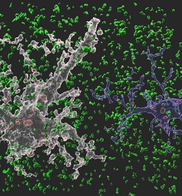 뇌에서 뉴런을 도와 뇌 항상성 유지 역할을 수행하는 세포인 별아교세포(하얀색)와 미세아교세포(파란색)가 시냅스를 제거하고 있는 모습/사진제공=삼성전자