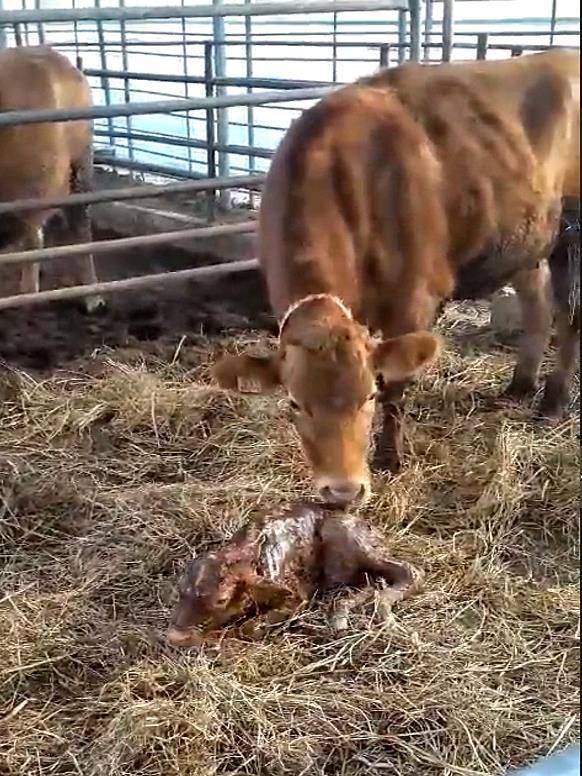 지난해 8월 수해로 남해까지 떠내려온 구례 소가 최근 송아지를 낳았다. /구례군