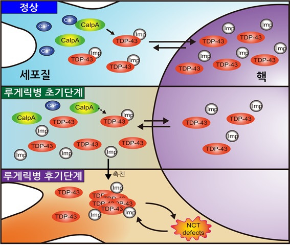 이번 연구를 통해 새롭게 수정된 루게릭병 병리 모델.[DGIST 제공]