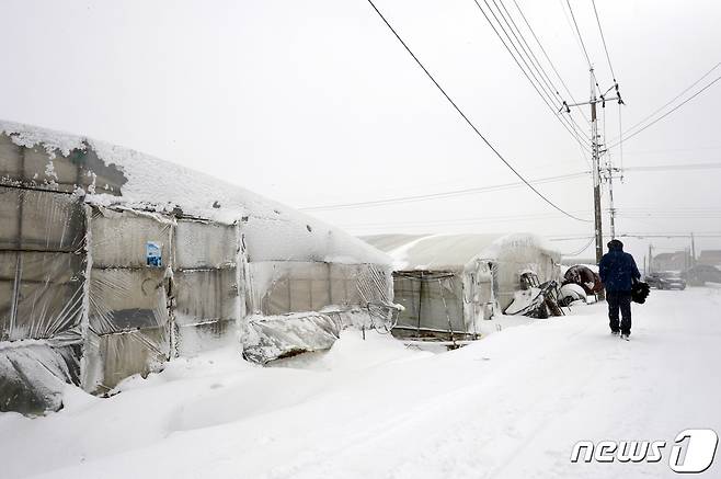적설량 9.0㎝을 기록한 7일 오전 전남 나주시 산포면 일대 비닐하우스에서 농민이 쌓인 눈을 바라보고 있다.2021.1.7/뉴스1 © News1 정다움 기자