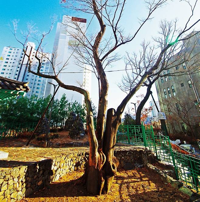 동대문구 답십리1동 장령당 공원 안에 있는 355년 된 느티나무.