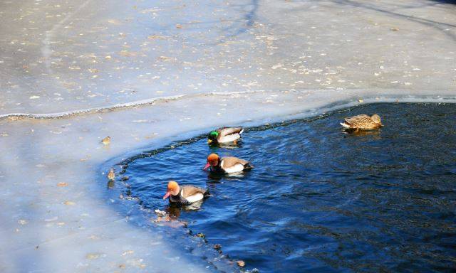 6일 중국 베이징 동물원의 호수가 얼어붙은 모습. 글로벌타임스 홈페이지 캡처