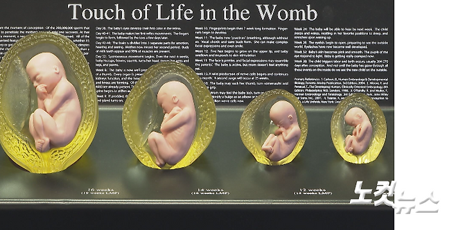 주수별 태아의 발달 모습