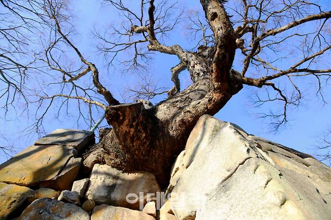 강원 원주의 거돈사지 석축 위에서 1000년을 자란 느티나무