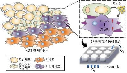 3차원 배양세포 모델 [전양숙 교수 제공. 재판매 및 DB 금지]